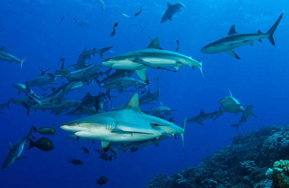 plongee-grande-barriere-de-corail-osprey-reef-australie