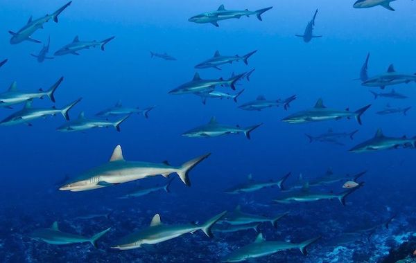 plongee-banc-requins-gris