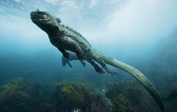 plongee-iguane-marin-galapagos