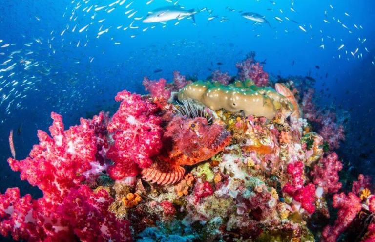 croisiere-plongee-iles-similan-thailande