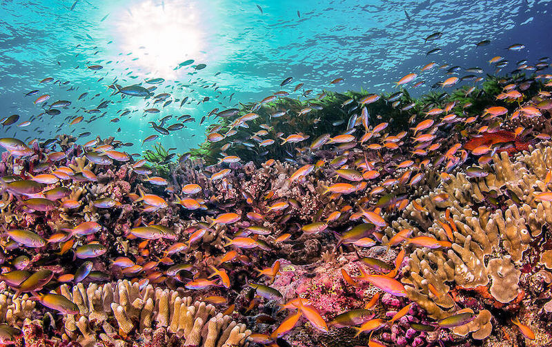 croisiere-plongee-seychelles