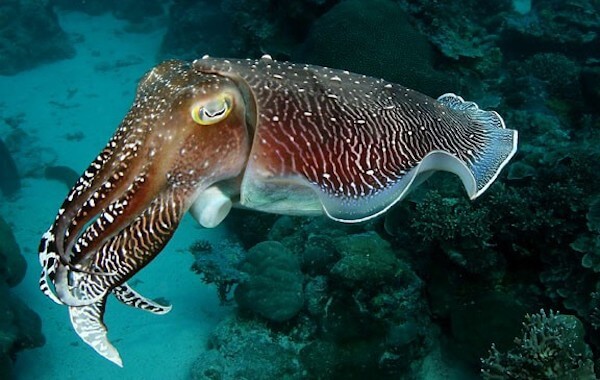 plongee-seiche-cuttlefish