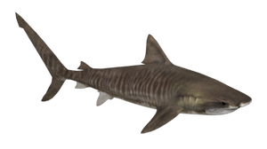 logo-plongee-requin-tigre