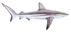 logo-plongee-requin-galapagos