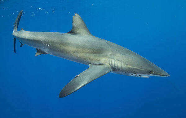 plongee-requin-soyeux