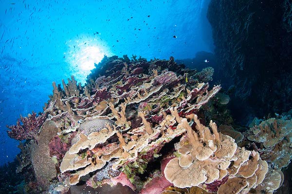 plongee-grande-barriere-de-corail-bougainville-reef-australie