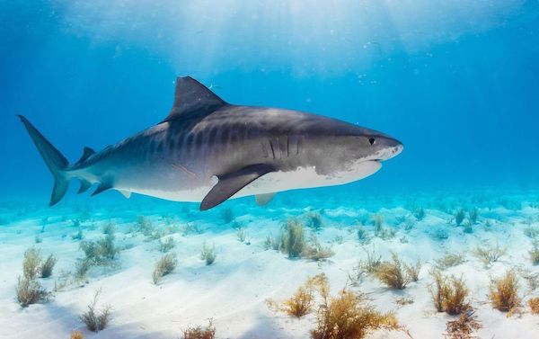 croisiere-plongee-bahamas