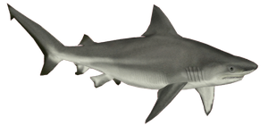 logo-plongee-requin-bouledogue