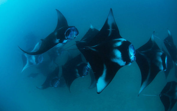 croisiere-plongee-maldives-centre-ari-atoll