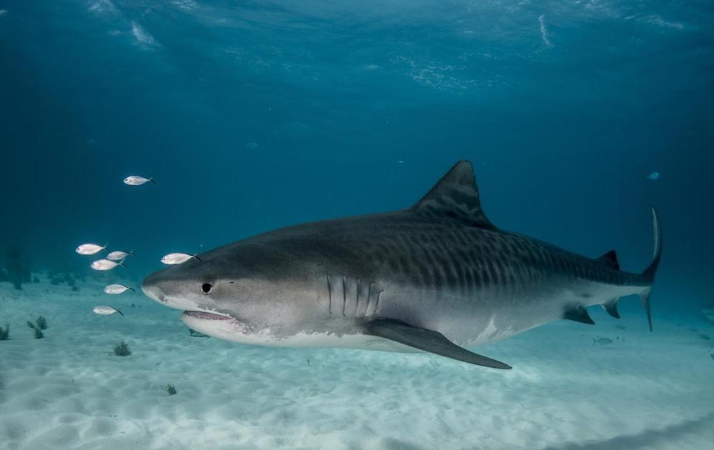 croisiere-plongee-maldives-sud