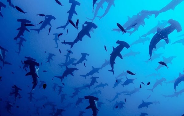 croisiere-plongee-galapagos