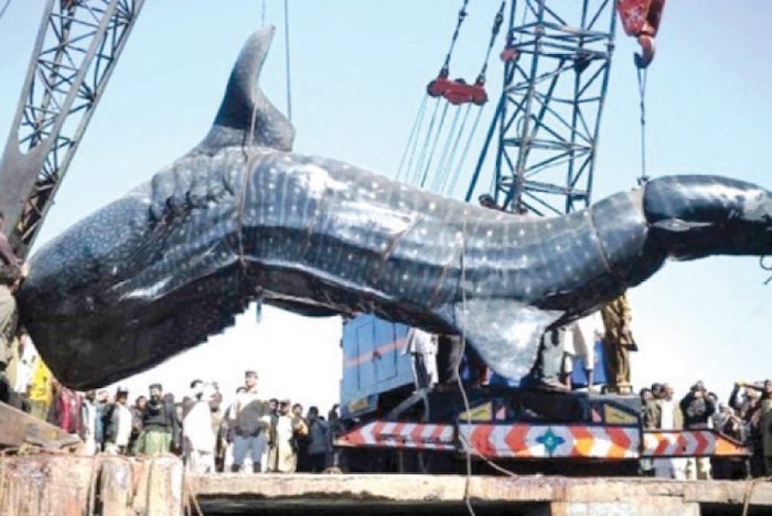 requin-baleine-en-danger