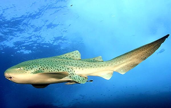 plongee-requin-leopard-zebre