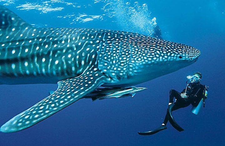 croisiere-plongee-requin-baleine-6