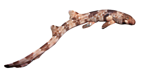 logo-plongee-requin-walking-shark