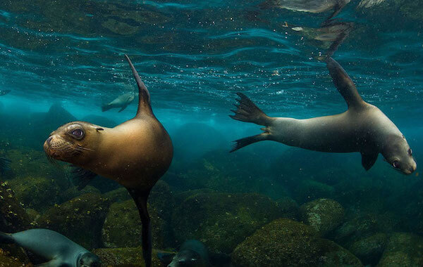 plongee-otarie-lion-de-mer