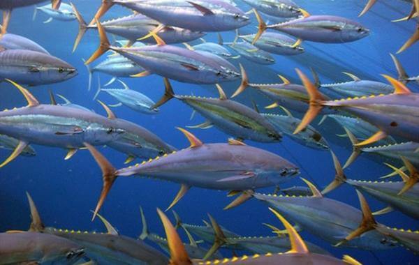 plongee-banc-de-thons