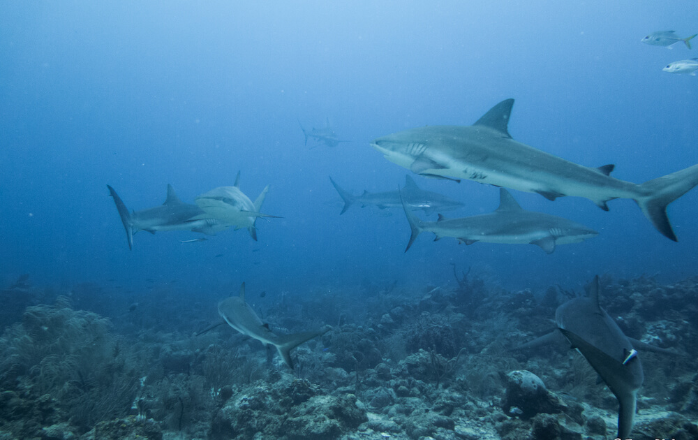 croisiere-plongee-honduras-roatan