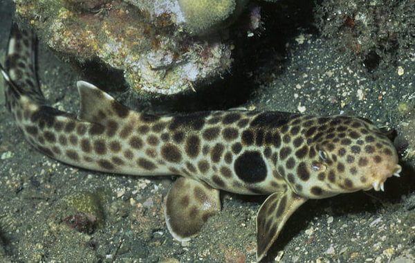 plongee-requin-epaulette-walking-shark