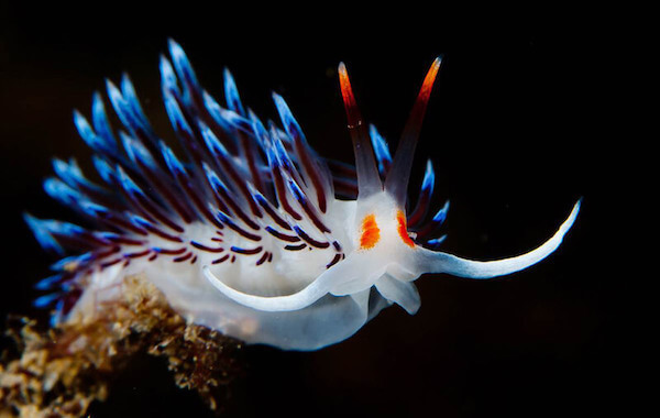 plongee-nudibranche-flabellina