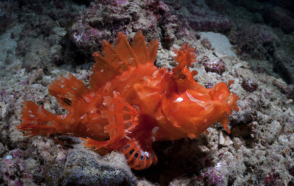 plongee-poisson-scorpion-rhinopias