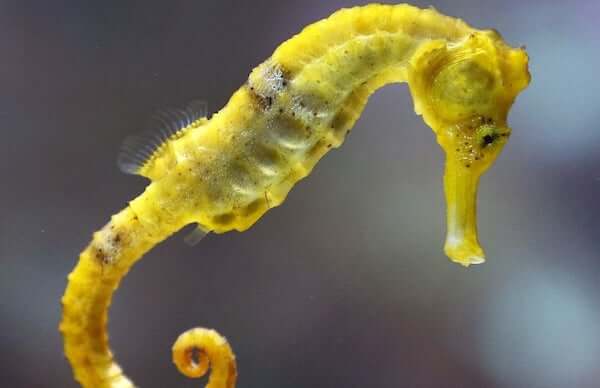 plongee-hippocampe-jaune