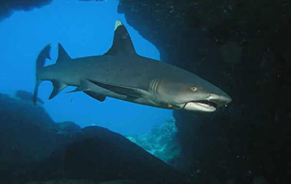 plongee-requin-de-recif-pointe-blanche