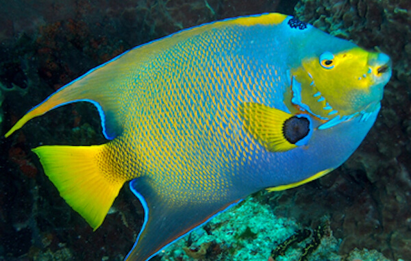 plongee-poisson-ange-royal-queen-angelfish