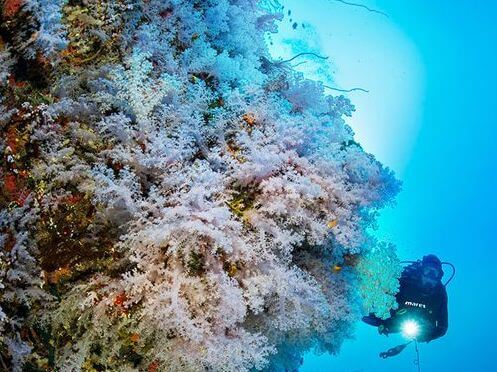 plongee-fidji-great-white-wall-somosomo