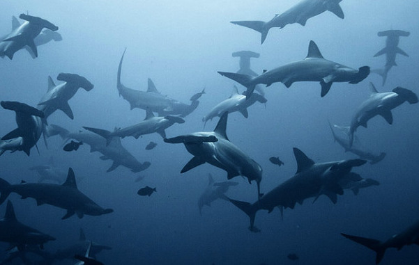 croisiere-plongee-egypte-bde-brothers