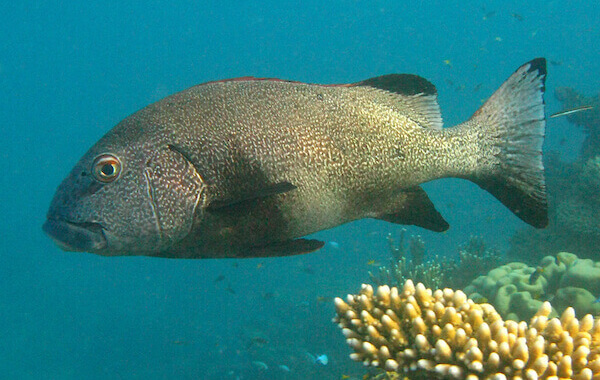 plongee-gaterin-geant