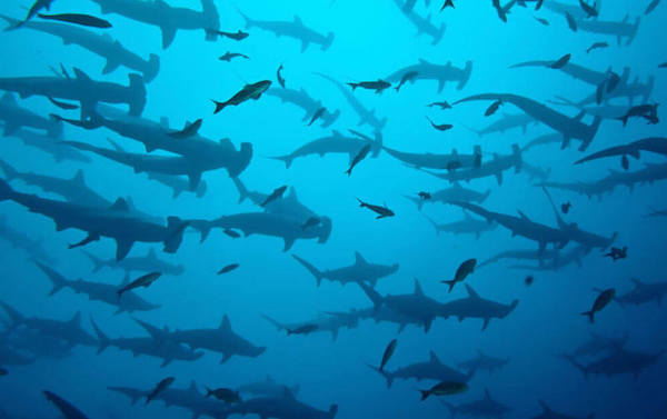 croisiere-plongee-mer-de-banda-indonesie