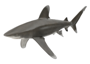 logo-plongee-requin-longimanus