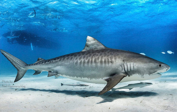plongee-requin-tigre