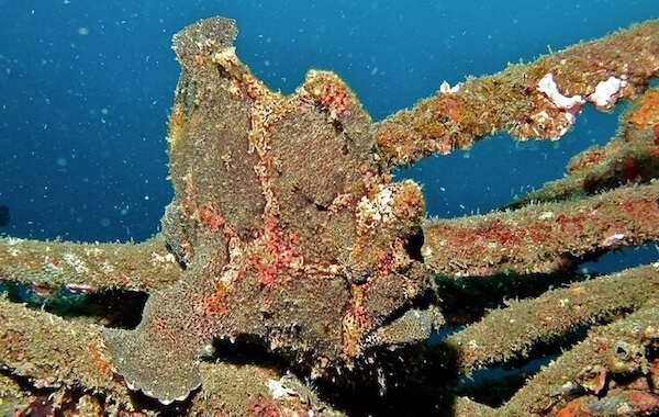 plongee-poisson-grenouille-geant