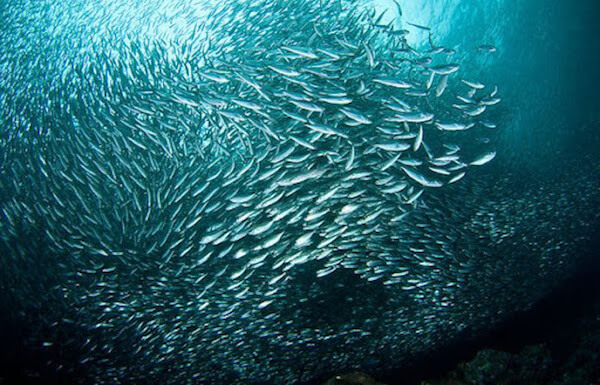 plongee-banc-de-sardines