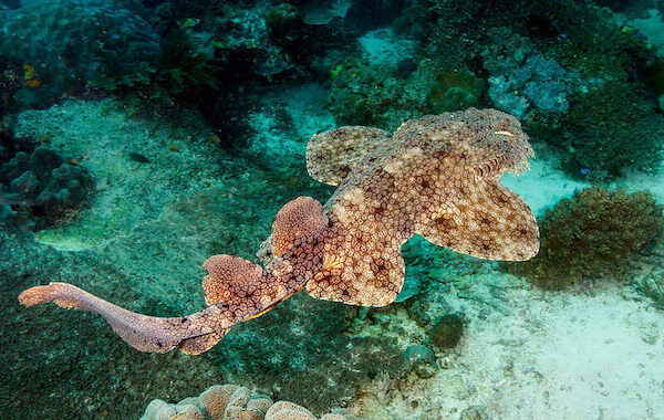 plongee-requin-wobbegong