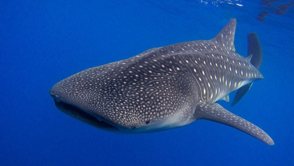 croisiere-plongee-philippines