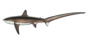 logo-plongee-requin-renard
