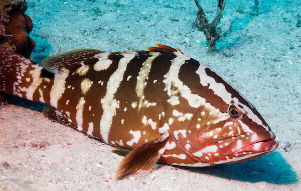 plongee-merou-nassau