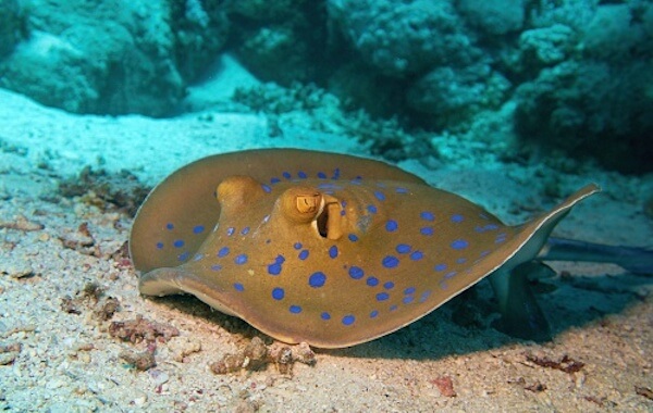 plongee-raie-pastenague-stingray