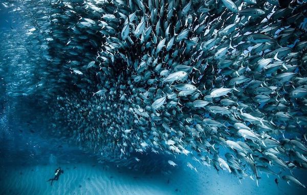 croisiere-plongee-tubbataha-philippines