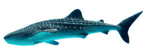 logo-plongee-requin-baleine
