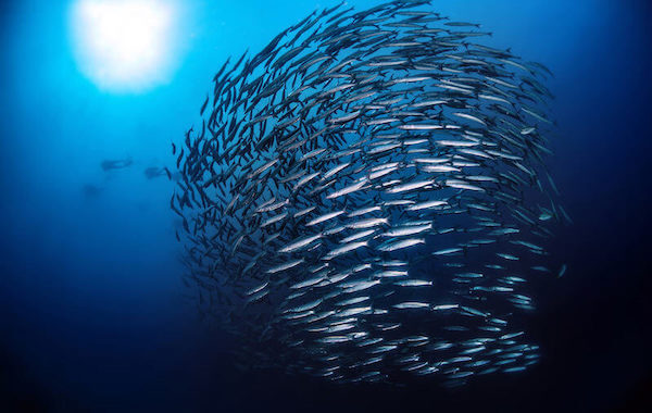 plongee-banc-de-barracudas