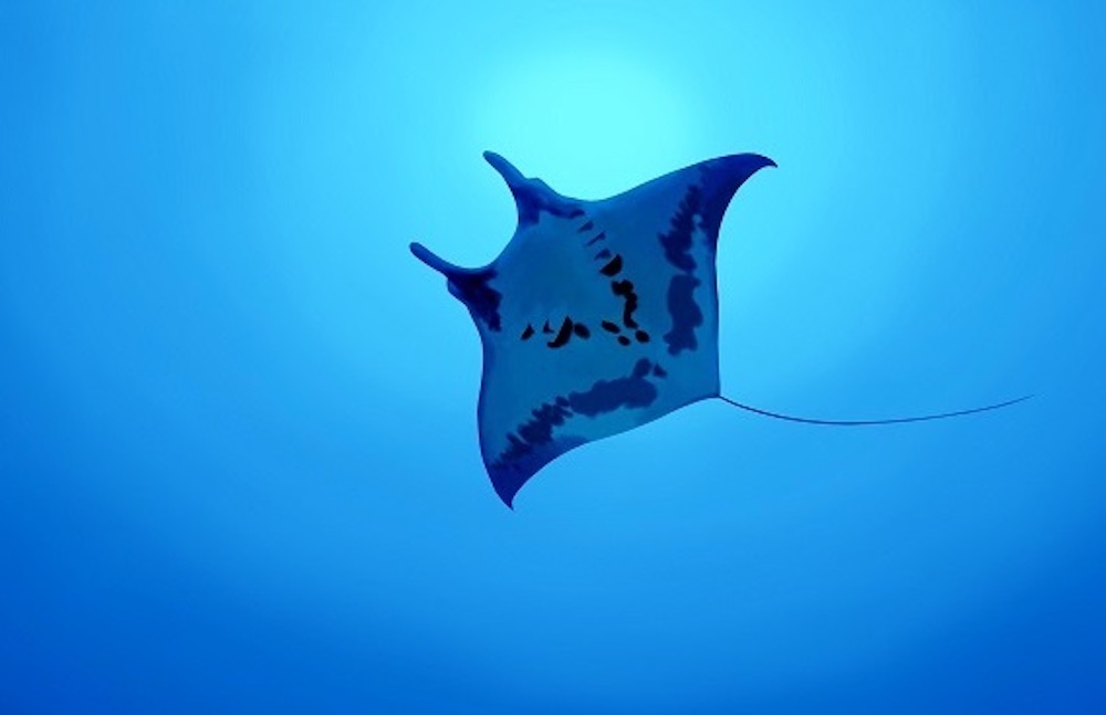 croisiere-plongee.fr