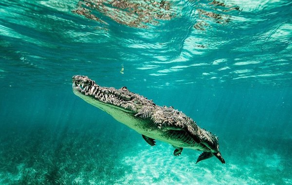 plongee-crocodile