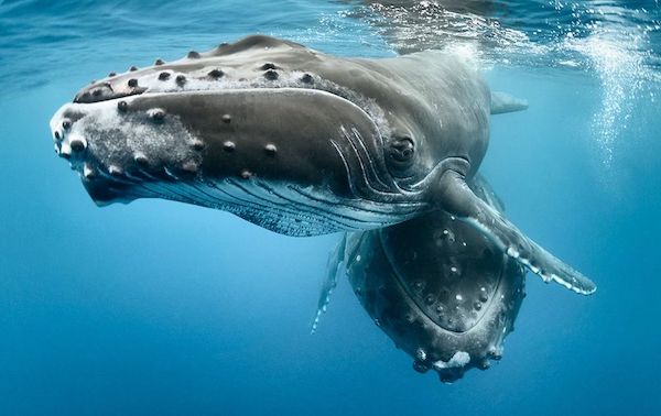 croisiere-plongee-madagascar