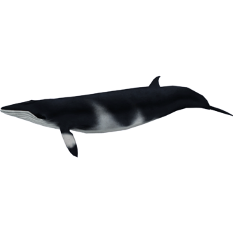 logo-plongee-baleine-de-minke