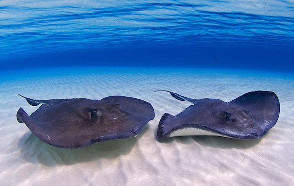 plongee-raie-pastenague-americaine-southern-stingray