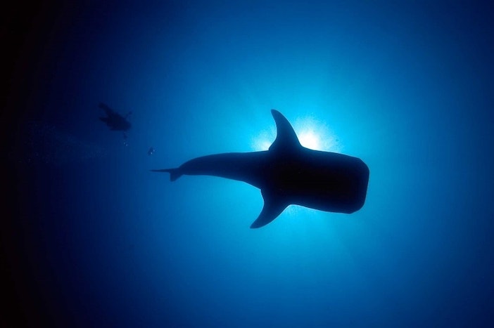 croisiere-plongee-requin-baleine-5